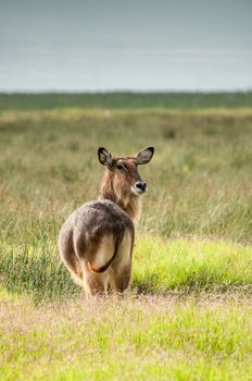 A Defassa Waterbuck stands and watches wearily behind him for any approaching danger.