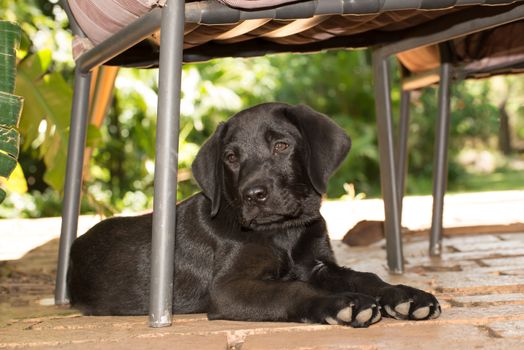 A labrador puppy lies and relax under a chair on the porch.