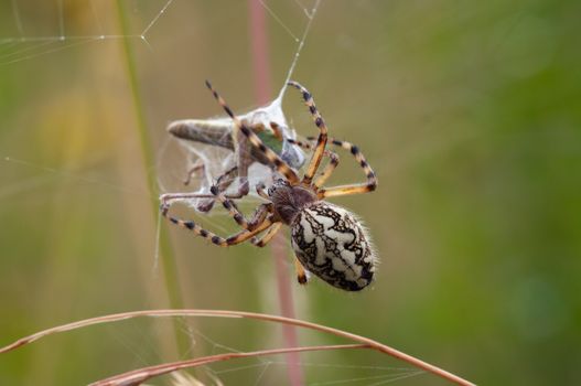 Macro of the hunting spider - cross spider