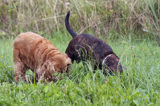 The image of two burrowing dogs - earth dog