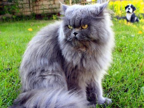 big Persian cat in the green grass