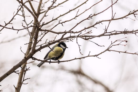 Great Tit (Parus major) on a tree 