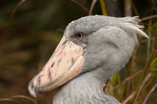 Shoebill in Jurong Bird Park in Singapore