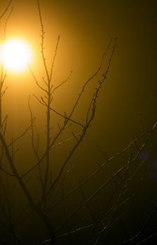 A light thru a dense fog with a tree in from