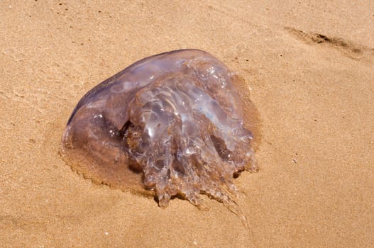 MOSSELBAY, SOUTH AFRICA - JANUARY 1, 2015: A jellyfish at the Reebok beach