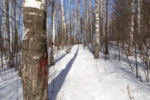 path in winter forest. White snow and birch