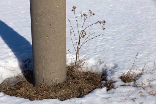 dry thistles and power line support in winter