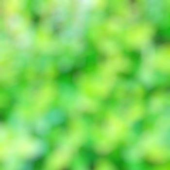 Abstract and Blurred Greenery Background of Nature