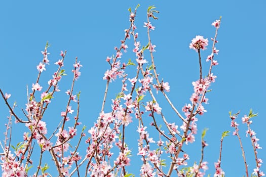 Blossoming almond flowers in spring