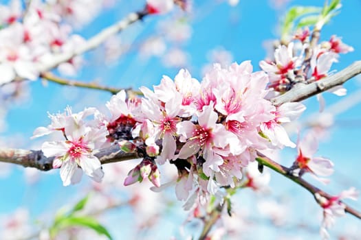 Blossoming almond flowers in spring