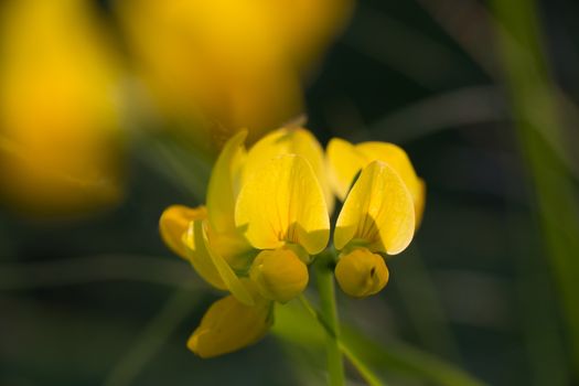 Lotus corniculatus flower among the young grass on the field