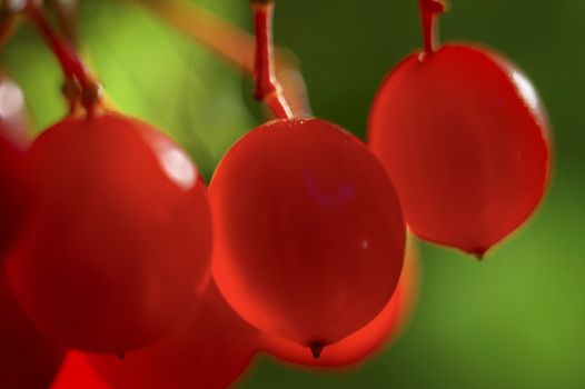 Red berry of viburnum under the sun