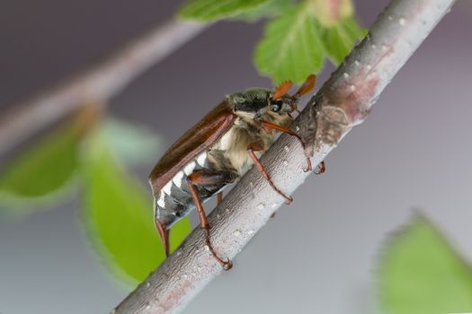 Chafer sitting on a branch