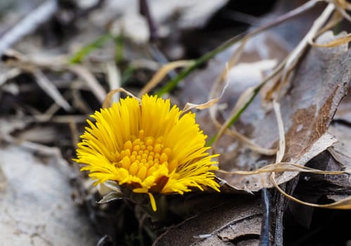 Coltsfoot growing inbetween old grey and brown leaves from autumn at spring