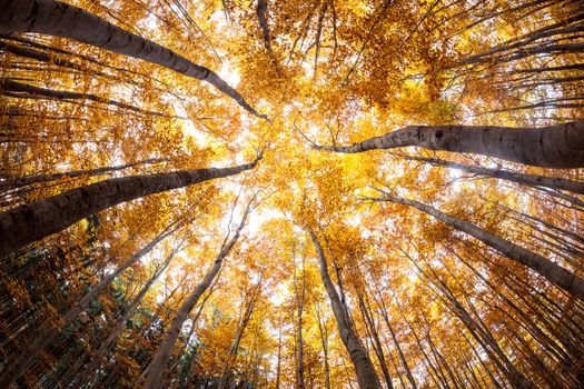 autumn forest treetops (intentionally distorted image; shot with a fisheye lens)