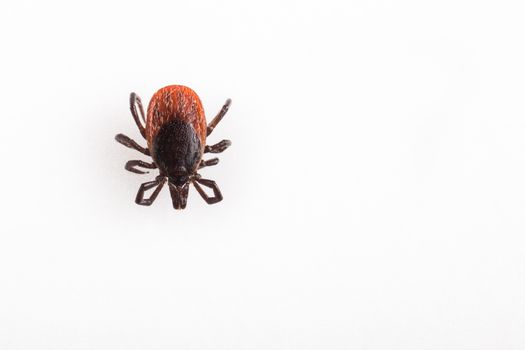 Tick - parasitic arachnid blood-sucking carrier of various diseases