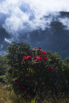 (Rhododendron arboreum) looks red flowers. Flowering from January to May But the flowers are in full bloom in late February. Species in the Doi Inthanon national park.  Chiangmai, Thailand.