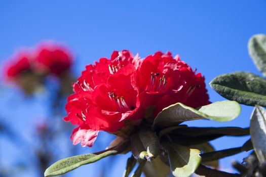 Rhododendron arboreum  looks red flowers. Flowering from January to May But the flowers are in full bloom in late February. Species in the Doi Inthanon. Chiangmai, Thailand