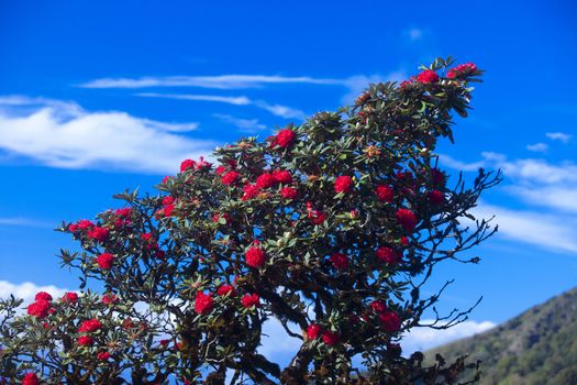 (Rhododendron arboreum) looks red flowers. Flowering from January to May But the flowers are in full bloom in late February. Species in the Doi Inthanon. Chiangmai, Thailand