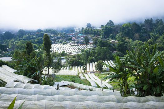  Doi Inthanon Traditional flower garden, Thailand