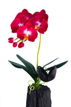 red orchid in a white flowerpot on white background.