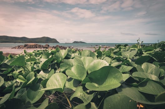 Green plants and sea nature landscape in Thailand vintage