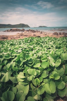 Green plants and sea nature landscape in Thailand vintage