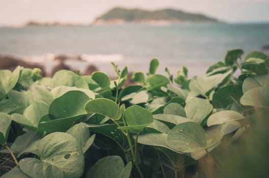 Green plants and sea nature landscape in Thailand vintage