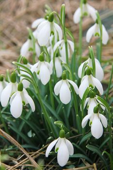 White snowdrops is one of the first spring flowers can use as spring background