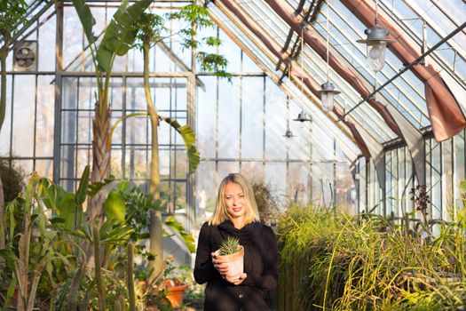 Portrait of florists woman working with flowers in a greenhouse holding a pot plant in her hand. Small business owner.