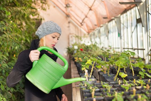 Portrait of florists woman working with flowers in a greenhouse holding a watering can in her hand. Small business owner.