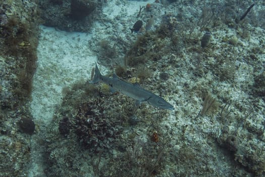 Great barracyda swimming in a coral reef around the bahamas shore