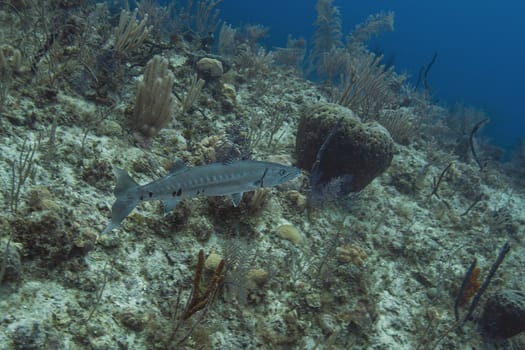 Great barracyda swimming in a coral reef around the bahamas shore