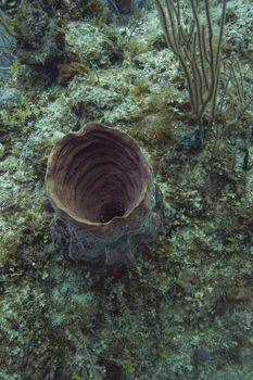 inside view of a netted barrel sponge in bahamas reef