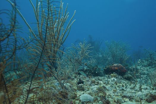 multiple small fish swimming in a soft coral reef