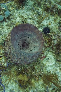 Juvenile giant barrel sponge in a bahamian reef