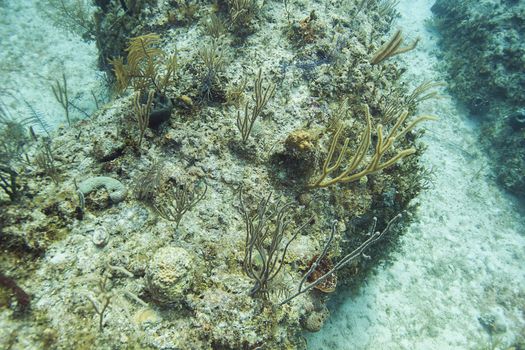 coral reef in the bahamas with little life left on it