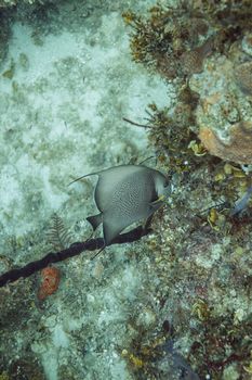 Gray angel fish feed in a coral reef