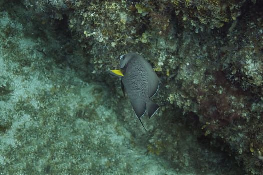 Gray angel fish swimming in a coral reef