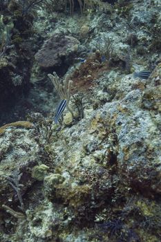 Juvenile striped parrotfish in a coral fish nursery