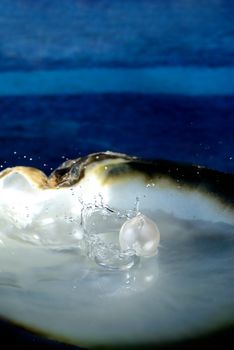 Sea shell with pearl on the sandy beach. Oysters and pearls of origin Japan.