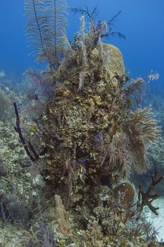 Column created by coral, sponge and other sea life