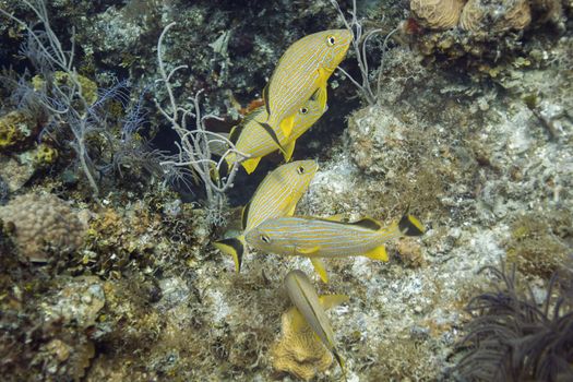 Small school of bluestripped grunt in a coral reef
