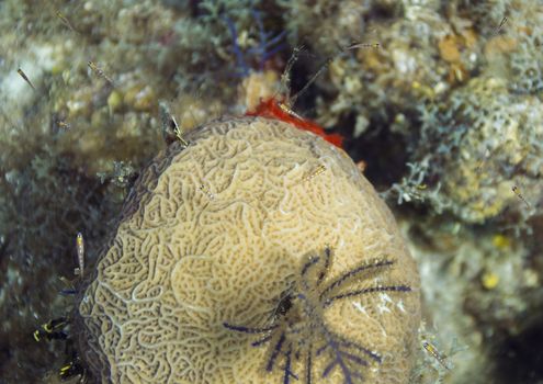 Small juvenile fish swimming over a sponge
