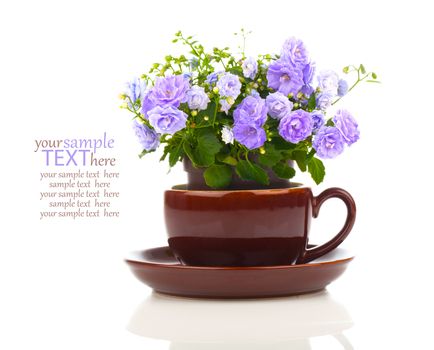 blue Campanula terry flowers in teacup, isolated on white background