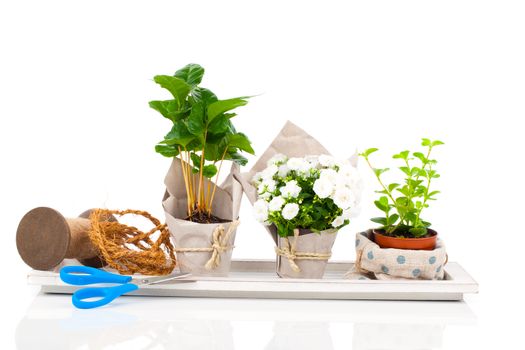 young plants in the package offered for sale, isolated on white background