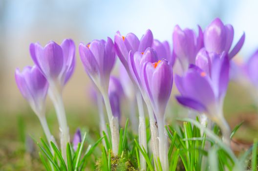 Fresh fragile beautiful first spring crocus blossoming pastel flowers on sunlit Alpine glade. Stock photo with soft focus small DOF and free copy-space place for your text.