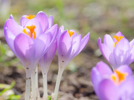 Fresh lilac spring blossoming crocus flowers in Alpine glade. Photo with soft focus and small DOF.