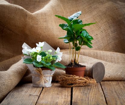white Saintpaulias flowers and coffee plant tree in paper packaging in paper packaging, on wooden background