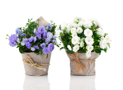 blue and white Campanula terry flowers in paper packaging, isolated on white background